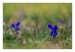 8.Duben